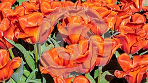 Giant Orange Sunset Tulips, Veldheer Tulip Gardens, Holland, MI