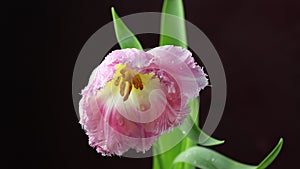 Tulip. Time lapse of bright pink white colorful tulip flower with water drops