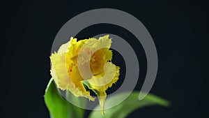 Tulip. Time lapse of bright yellow colorful tulip flower with water drops blooming on dark classic blue background. Holiday bouque