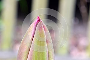 Tulip Flower Bud Tip Pink 02