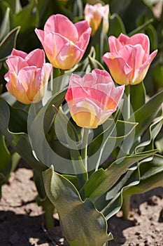 Tulip Tom Pouce flowers and field in spring