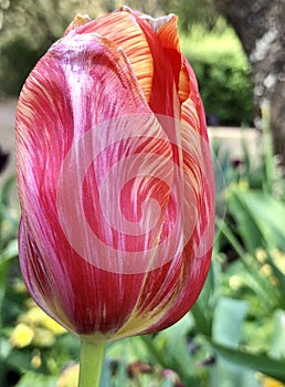 A tulip at the Toowoomba Carnival of Flowers in Australia