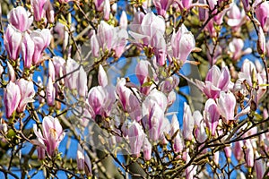 Tulip tree in bloom