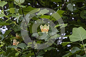 Tulip tree with blooming tulip-like flowers