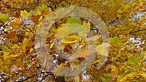 Tulip tree branch with autumn leaves against the other branches