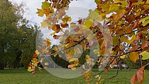 Tulip tree branch with autumn leaves against the other trees