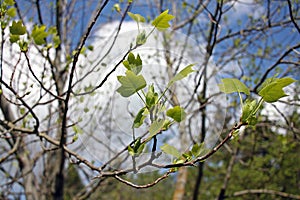 Tulip tree in early spring