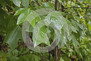 Tulip tree foliage