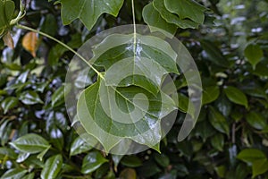 Tulip tree fresh green leaves