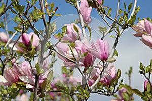 Tulip Tree in full bloom