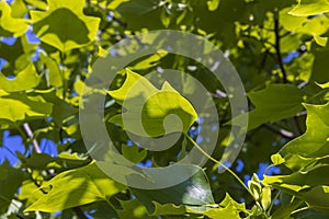 tulip tree with green foliage in windy weather