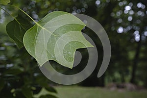 Tulip tree green leaf