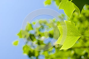 Tulip tree leaf