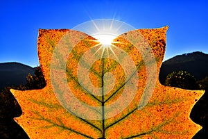 Tulip tree leaf (Liriodendron tulipifera) seen against the light