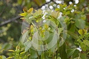 Tulip tree leaf in spring. Liriodendron tulipifera. Selective focus. spring background.