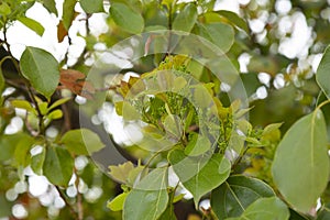 Tulip tree leaf in spring. Liriodendron tulipifera. Selective focus. spring background.