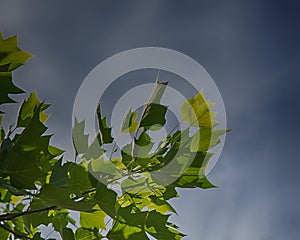 Tulip tree leaves