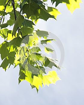 Tulip tree leaves