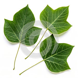 Tulip tree leaves isolated on white background photo