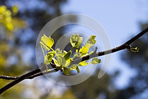 Tulip tree, Liriodendron, Liriodendron tulipifera young leaves on a tree branch