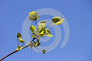 Tulip tree, Liriodendron, Liriodendron tulipifera young leaves on a tree branch