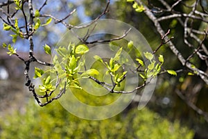 Tulip tree, Liriodendron, Liriodendron tulipifera young leaves on a tree branch