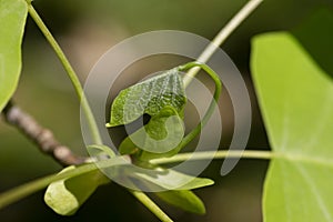 Tulip tree, Liriodendron, Liriodendron tulipifera young leaves on a tree branch, spring