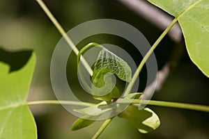 Tulip tree, Liriodendron, Liriodendron tulipifera young leaves on a tree branch, spring