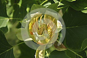Tulip tree Liriodendron tulipifera