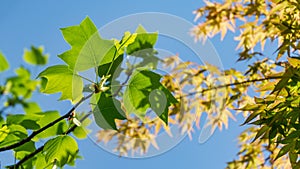 Tulip tree Liriodendron tulipifera, called Tuliptree, American or Tulip Poplar young bright green leaves on blue sky background