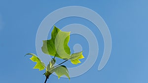 Tulip tree Liriodendron tulipifera, called Tuliptree, American or Tulip Poplar young bright green leaves on clear blue sky