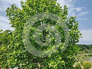 The tulip tree in Romania. Liriodendron tulipifera