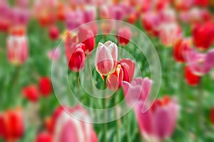 tulip in tulip field