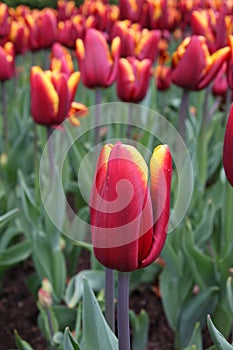 Tulip (Tulipa Abu Hassan)