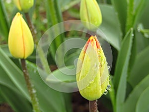 Tulip Tulipa buds. Spring flower with waterdrops. Closeup.