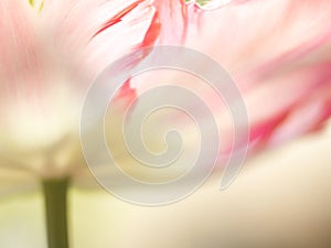 Tulip (Tulipa) (84) close-up