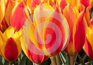 Tulip, Tulipa Enkhuizen, red and yellow triumph tulip