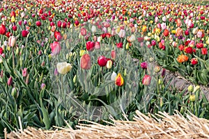 Tulip, Tulipa, field with flowers in all the colours