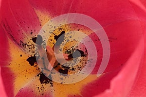 Tulip Tulipa flower head macro image red, pink petals with yellow pollen centre