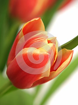 Tulip - tulipa gesneriana