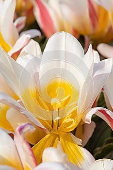 Tulip Tulipa Lola, flower, pistil and stamen