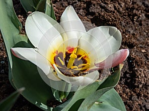 Tulip (Tulipa) 'Salut' flowering with flowers in Red, yellow, white in the bright sunlight in garden
