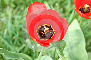 Tulip. Tulipâ€™s petal. Tulip wallpaper background. View inside of tulip. Tulips flower texture and floral pattern. No sharpen.