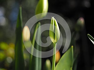 Tulip unopened closeup 2