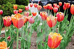 Tulip Van Eijk is a classic variety with lovely flowers