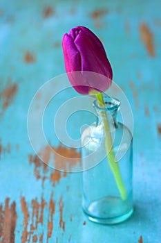 Tulip in vase