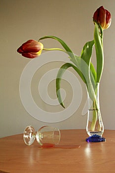 Tulip in vase with glass. Tulipan w wazonie ze szkÃâem photo