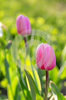 Tulip with vibrant, deep rose petals at the center, slightly shading to a softer pink around the edges. Close up pink