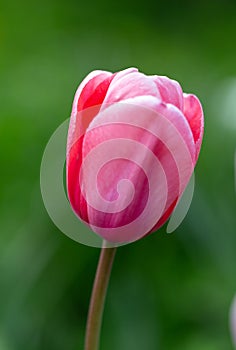 Tulip with vibrant, deep rose petals at the center, slightly shading to a softer pink around the edges. Close up pink