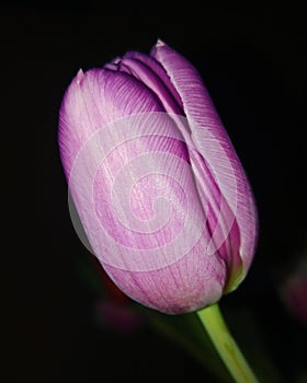 Tulip